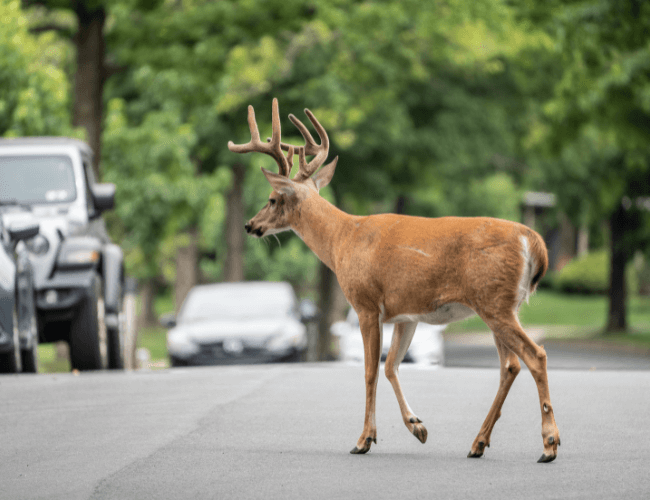 White-tailed deer buck walks down street with cars as drivers wonder what to do if you hit a deer